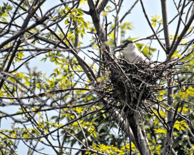 Nesting
