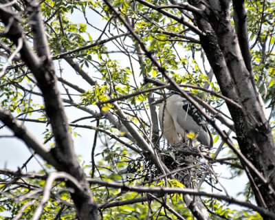 Nesting