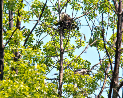 Nesting