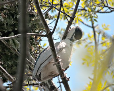 Nesting