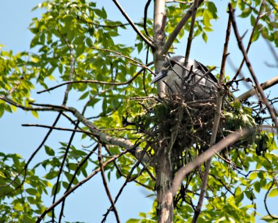 Nesting