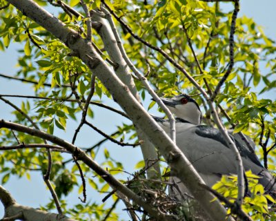 Nesting