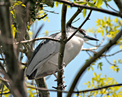Nesting