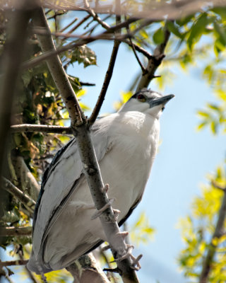 Nesting