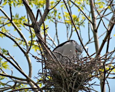 Nesting