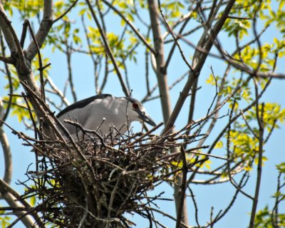 Nesting