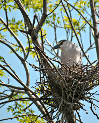 Nesting