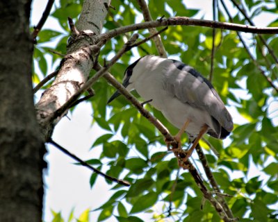 Nesting