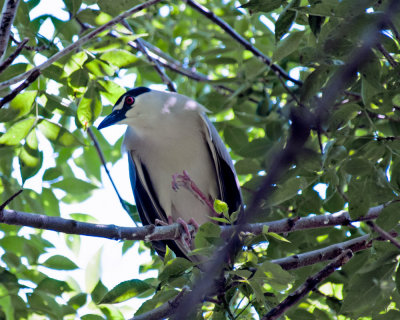 Nesting