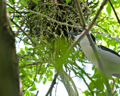 Nesting