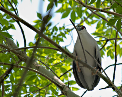 Nesting