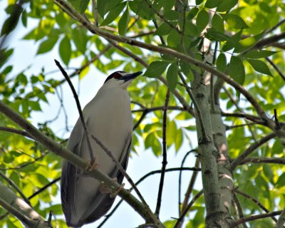 Black-crowned night herons