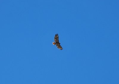 Sam, the eagle