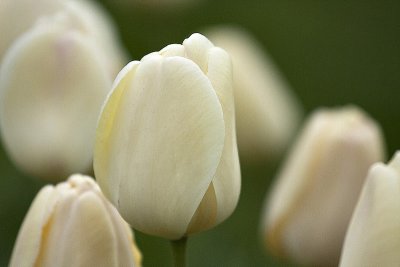 g4/93/852293/3/134373693.p603vhIF.jpg