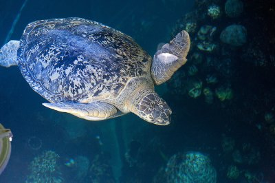 80-year-old sea turtle
