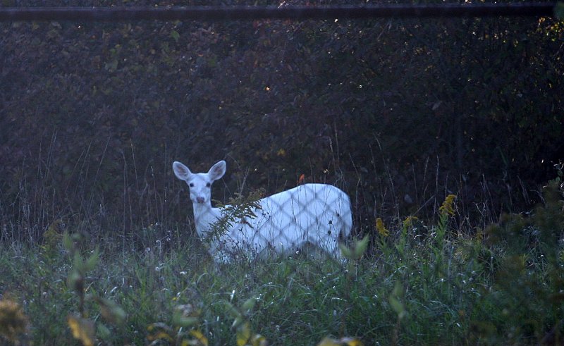 White Deer