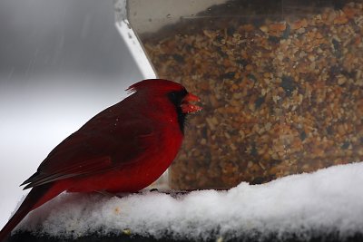 Cardinal/Snowstorm #2