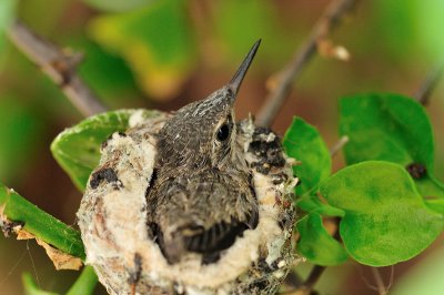 Hummingbird