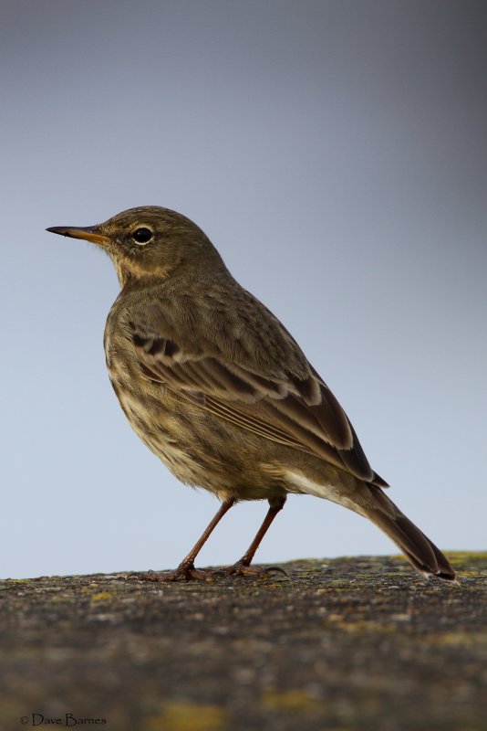 Rock Pipit (Anthus petrosus)