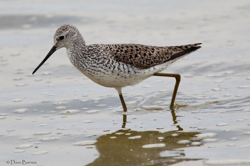 Marsh Sandpiper - Oroklini Marsh