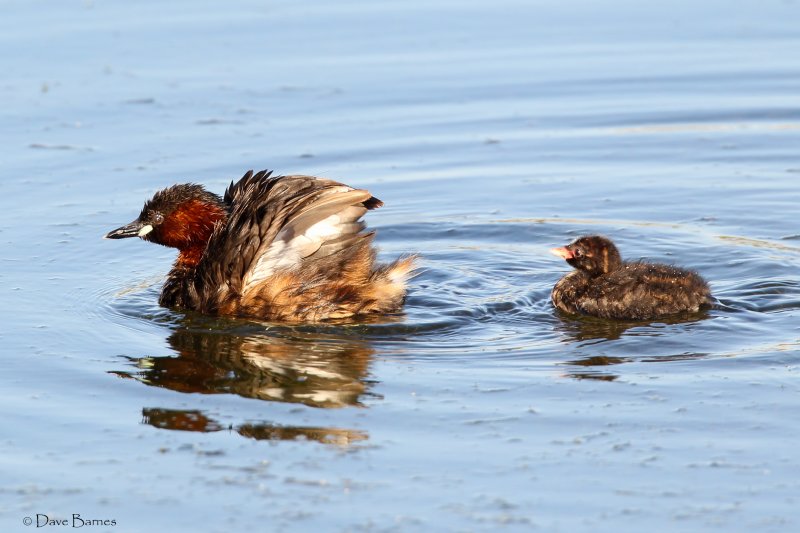 Little Grebe (Tachybaptus ruficollis)