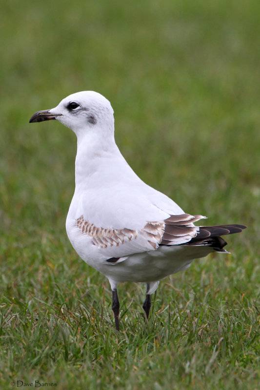 Mediterranean Gull (Ichthyaetus melanocephalus) 1st winter