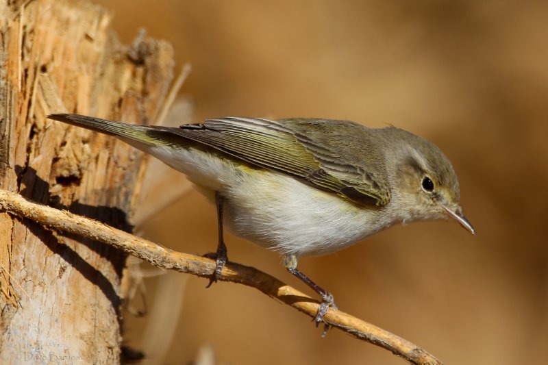 Eastern Bonellis Warbler (Phylloscopus orientalis) 