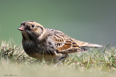 Lapland Bunting (Calcarius lapponicus)