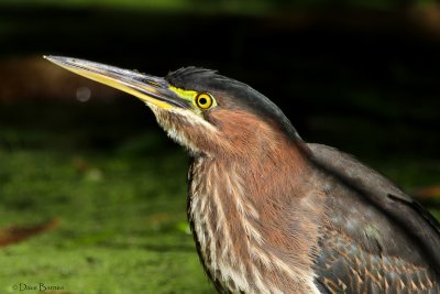 Green Heron (Butorides virescens)