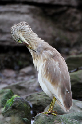 Squacco Heron (Ardeola ralloides)