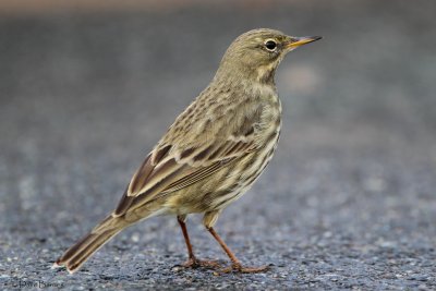 Rock Pipit (Anthus petrosus)