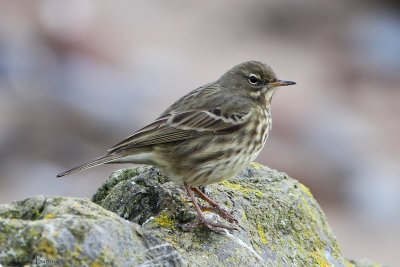 Rock Pipit (Anthus petrosus)