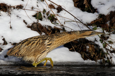 Great Bittern (Botaurus stelleraris)