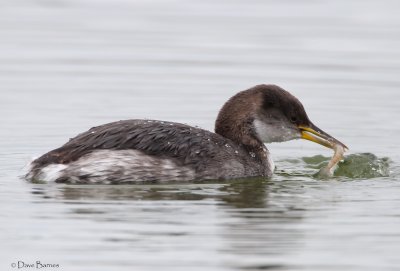 Red-necked Grebe (Podiceps cristatus)