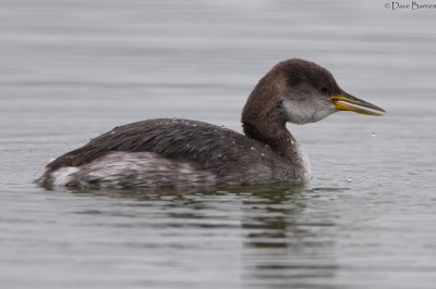 Red-necked Grebe (Podiceps cristatus)