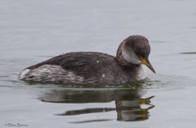 Red-necked Grebe (Podiceps cristatus)