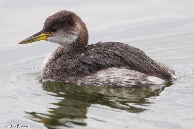 Red-necked Grebe (Podiceps cristatus)