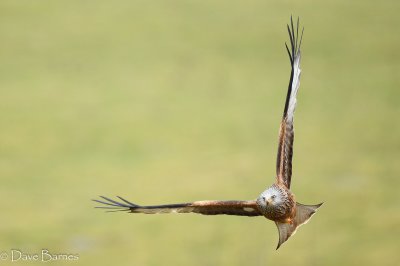 Red Kite (Milvus milvus)
