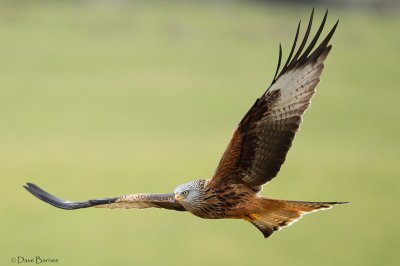 Red Kite (Milvus milvus)