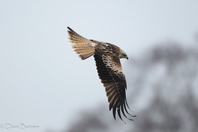 Red Kite (Milvus milvus)