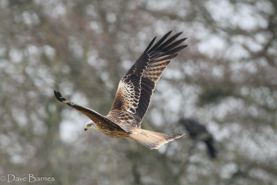 Red Kite (Milvus milvus)