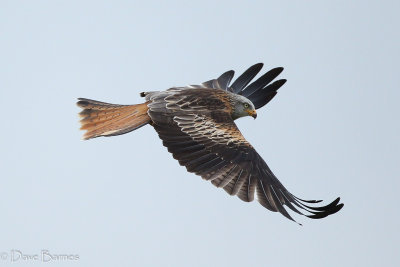 Red Kite (Milvus milvus)