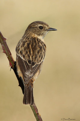 European Stonechat (Saxicola rubicola)