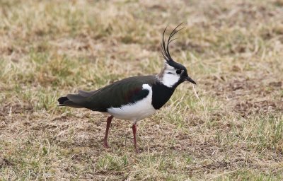 Northern Lapwing (Vanellus vanellus)