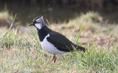 Northern Lapwing (Vanellus vanellus)