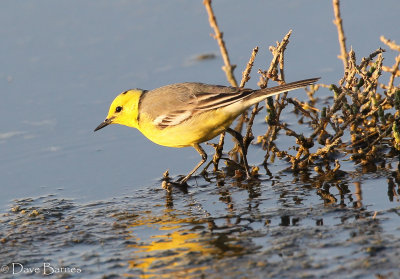 Citrine Wagtail - male of the citreola race