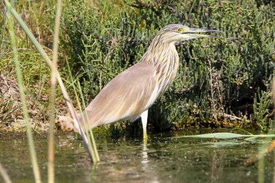 Squacco Heron (Ardeola ralloides)