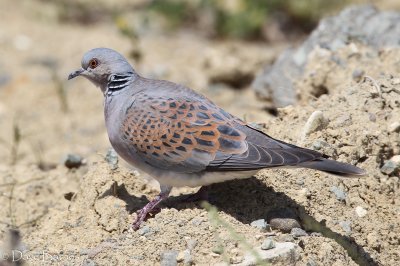 Turtle Dove (Streptopelia turtur)