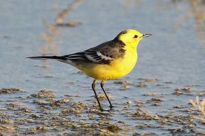 Citrine Wagtail - male of the citreola race