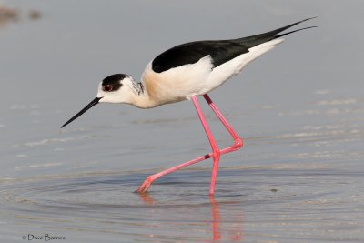 Black-winged Stilt (Himantopus himantopus)